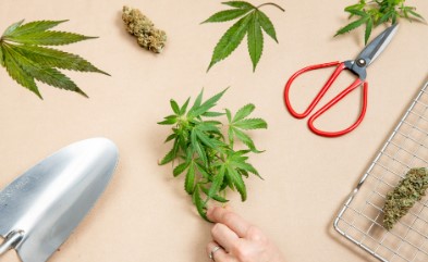 mendo breath harvest