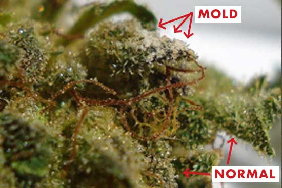 moldy vs normal cannabis