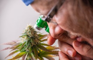 morning glory trichomes