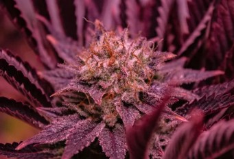 most colorful cannabis strains to grow pp