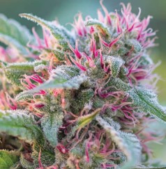 most colorful cannabis strains to grow pr