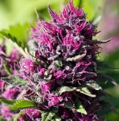 most colorful cannabis strains to grow rk