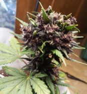 most colorful cannabis strains to grow rp