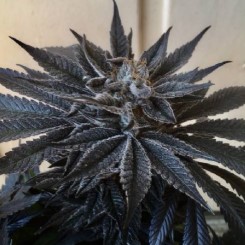 most colorful cannabis strains to grow tb