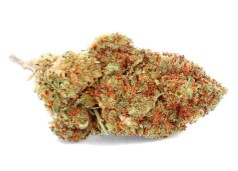 most popular cannabis seeds in 2025 h