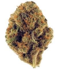 most popular cannabis seeds in 2025 k