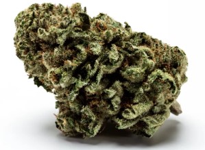 most popular cannabis seeds in 2025 l