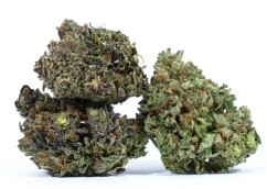 most popular cannabis seeds in 2025 m