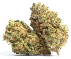 most popular cannabis seeds in 2025 n