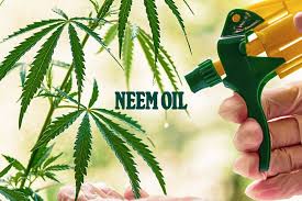 neem oil