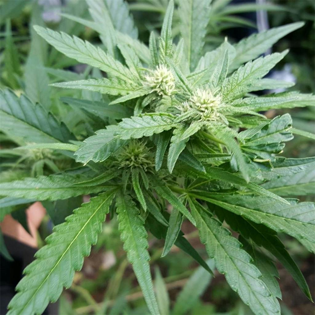 nepalese primary 7ad5