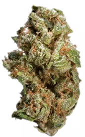 night nurse appearance