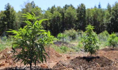 og cheese cultivation