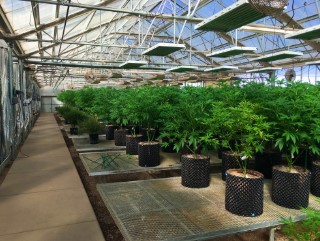 ogs pearl greenhouse 1