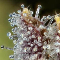 ogs pearl trichomes 1