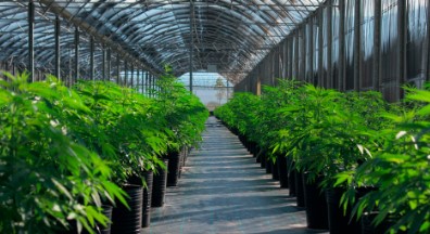 orange bud greenhouse