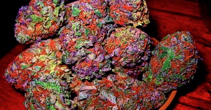 panama red trichomes