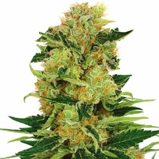 pineapple haze appearance 1