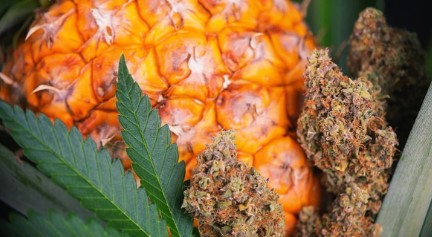 pineapple kush flavor