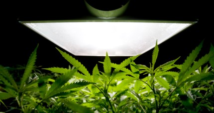 pineapple kush lighting