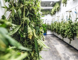 pineapple mayhem drying