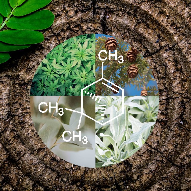 pinene cannabis 750x749 1