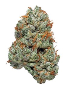 platinum bubba kush appearance