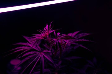 platinum bubba kush light