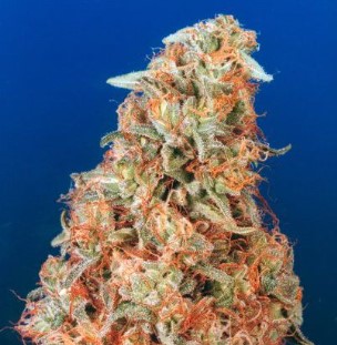 power plant appearance