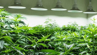 power plant cultivation