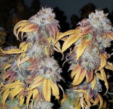 pre 98 bubba kush appearance