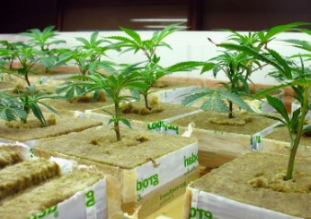 purple candy hydroponics