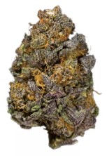 purple elephant appearance