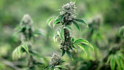 purple elephant cultivation