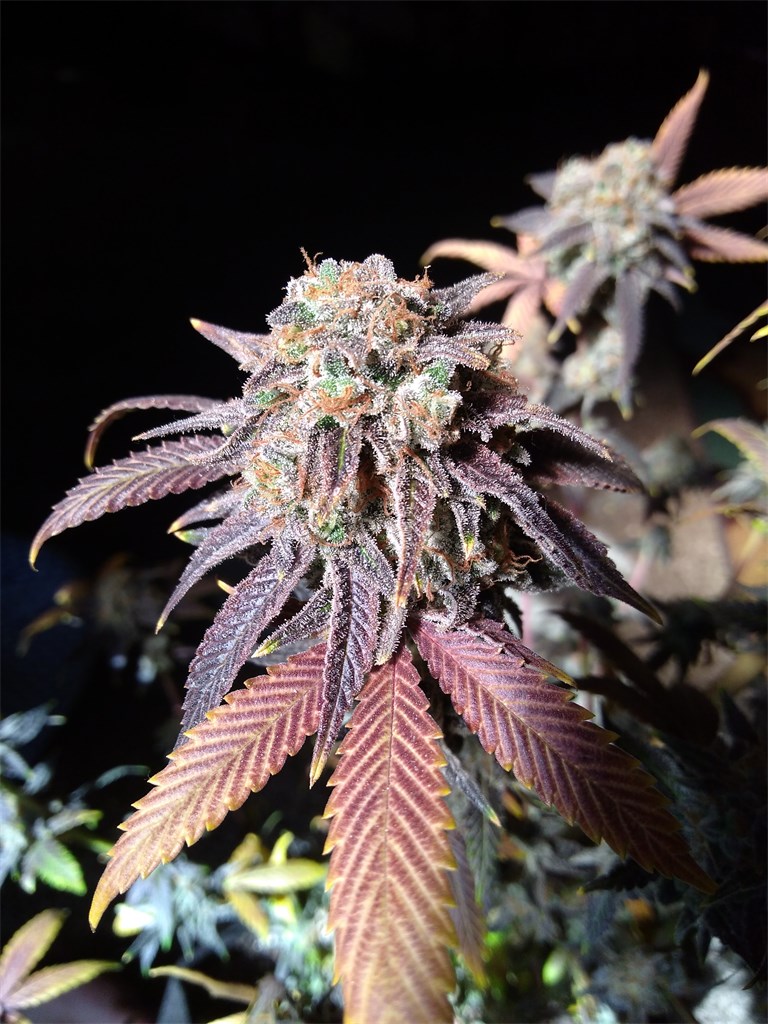 purple monkey balls appearance