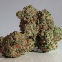 rare and exotic cannabis seeds youve never tried f