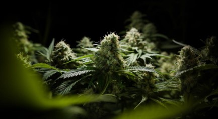 rare and exotic cannabis seeds youve never tried ff