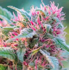rare and exotic cannabis seeds youve never tried g