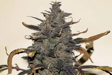 rare heirloom cannabis strains that are making a comeback e