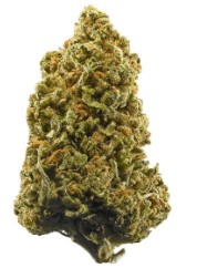 rare heirloom cannabis strains that are making a comeback g