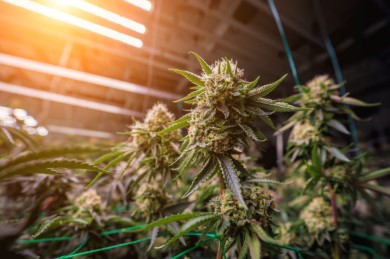 raspberry cough kush lighting