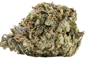 red widow appearance