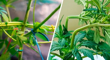 reserve l.a.k. federal hst