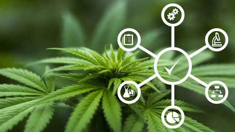 Restrictions on Growing and Using Medical Cannabis