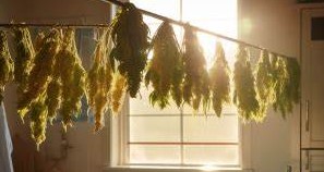 rockstar kush drying