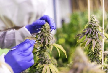 romulan haze harvesting