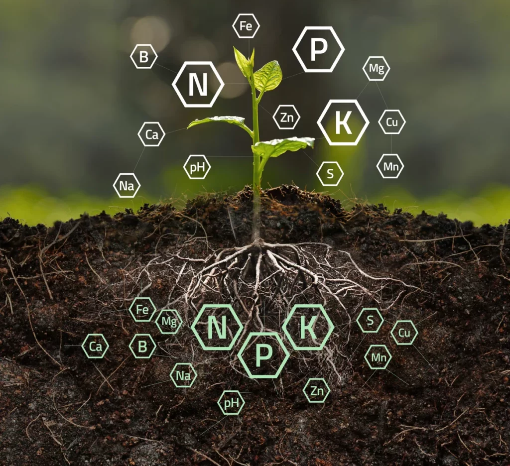 roots and nutrients in soil with plant j 1641516878304