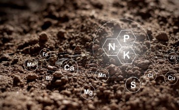 San Fernando Valley Kush