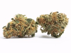 seeds that resist mold and mildew in wet areas e