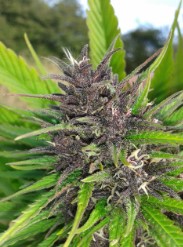 seeds that resist mold and mildew in wet areas g